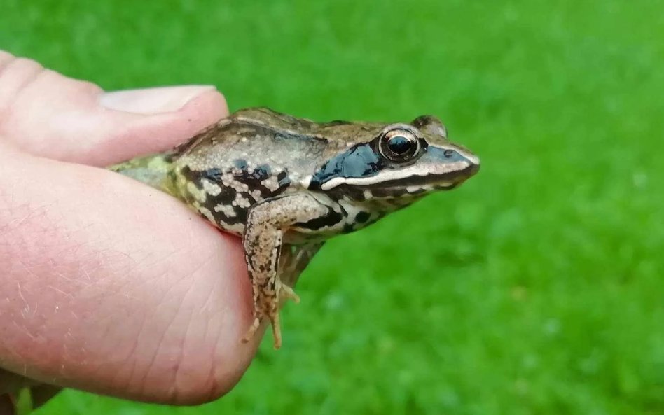 W 2024 r. na terenach administrowanych przez ZZW stwierdzono obecność 7 gatunków płazów
