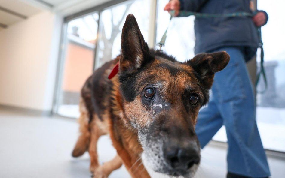 Opieka nad zwierzętami została objeta nowym planem przyjętym przez Radę Warszawy na rok 2026