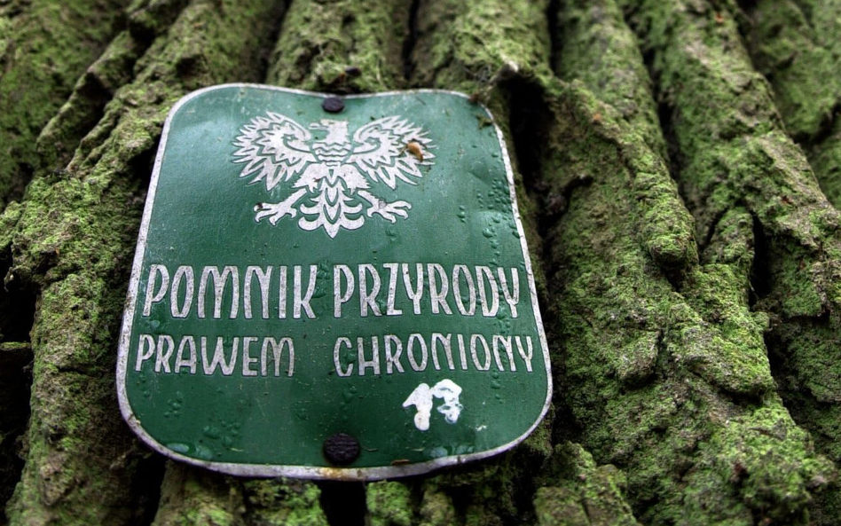 Pomnik przyrody