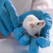 Naukowcy wyhodowali komórki jajowe myszy z komórek skóry samca
