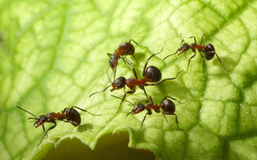Kofeina wpływa na zachowania społeczne mrówek w sposób zależny od kontekstu społecznego
