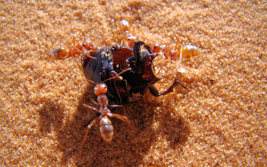 Najszybsze mrówki świata: 85,5 cm na sekundę