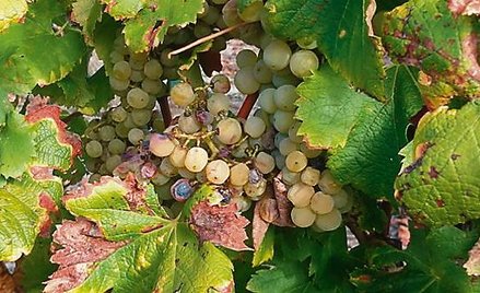 W rejonie Sauternes czeka się, aż na winogronach pojawi się pleśń