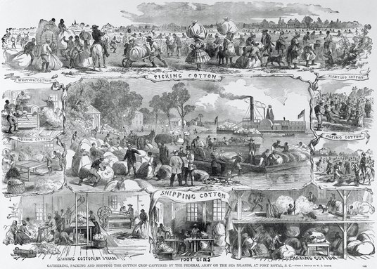 Na rycinie: zbieranie, pakowanie i wysyłka bawełny zdobytej przez armię Unii, Port Royal w Karolinie