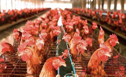 Polska jest największym producentem drobiu w Europie. Jest też wielkim eksporterem jaj – co trzecie 