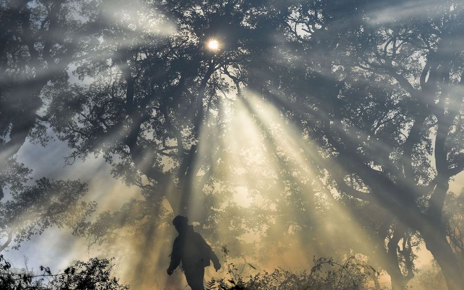 Hiszpański strażak gaszący pożar lasu w Los Barrios, niedaleko Kadyksu. Według danych ministerstwa r