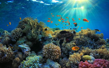 "Wzbogacenie akustyczne" uzdrowi rafy koralowe?