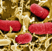 E.coli przyczyną zatruć