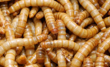 Roboty będą hodować owady. Francuska firma zapowiada rewolucję