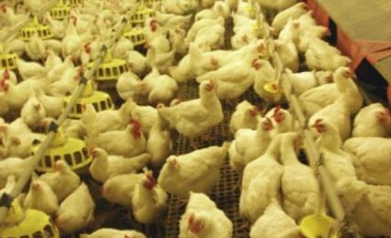 Rolnicy walczą o normy szacunkowe