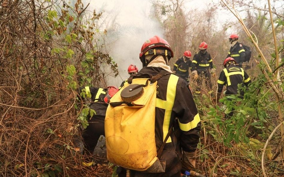 Boliwia: 2 mln dzikich zwierząt ofiarami pożarów lasów