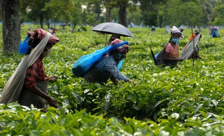 Zbiory herbaty w Zachodnim Bengalu