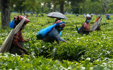 Zbiory herbaty w Zachodnim Bengalu