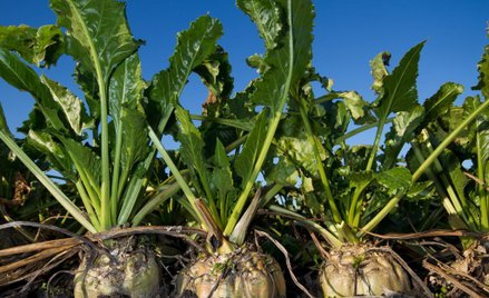 UOKiK: producent cukru wykorzystuje przewagę kontraktową