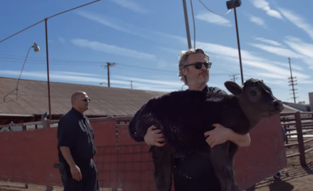 Joaquin Phoenix uratował krowę i cielę z rzeźni