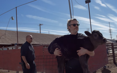 Joaquin Phoenix uratował krowę i cielę z rzeźni