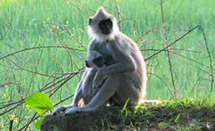 Wietnam: Zabili i zjedli małpę. Pokazali to na Facebooku