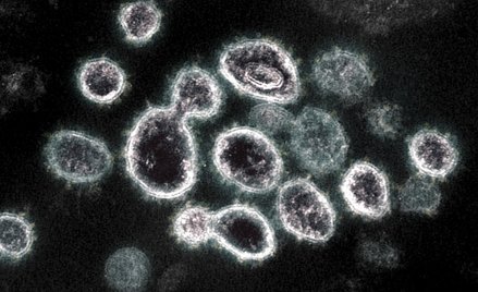 Badanie: Regeneron znacząco osłabił infekcję