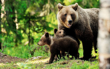 Niedźwiedzica z młodymi może być groźna dla człowieka.