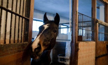 Hotelarz zapłaci za wypadek w stajni