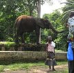 Wybrzeże Kości Słoniowej. Jedyny słoń z abidżańskiego zoo, który przeżył zamieszki, jakie wybuchły w