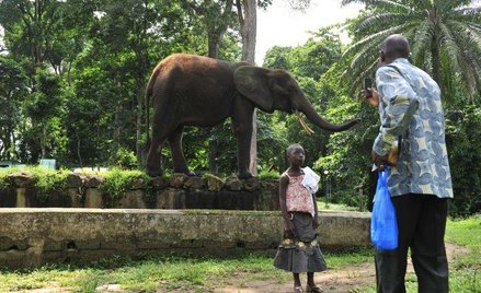 Wybrzeże Kości Słoniowej. Jedyny słoń z abidżańskiego zoo, który przeżył zamieszki, jakie wybuchły w