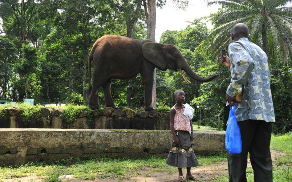 Wybrzeże Kości Słoniowej. Jedyny słoń z abidżańskiego zoo, który przeżył zamieszki, jakie wybuchły w