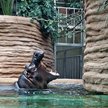 Nowa hipopotamiarnia jest najpopularniejszym miejscem w zoo. Niestety także jednym z najbardziej bru