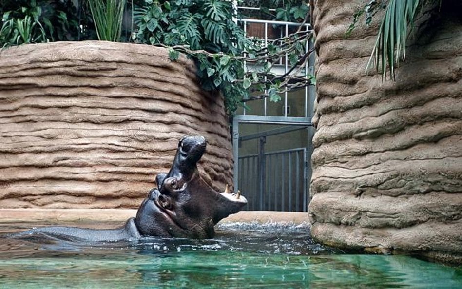 Nowa hipopotamiarnia jest najpopularniejszym miejscem w zoo. Niestety także jednym z najbardziej bru