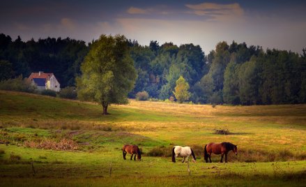 Kiedy agroturystyka jest zwolniona z PIT