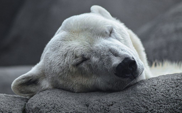 Naukowcy: 25 proc. diety niedźwiedzi polarnych to plastik