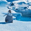 Happy Feet: Tupot małych stóp