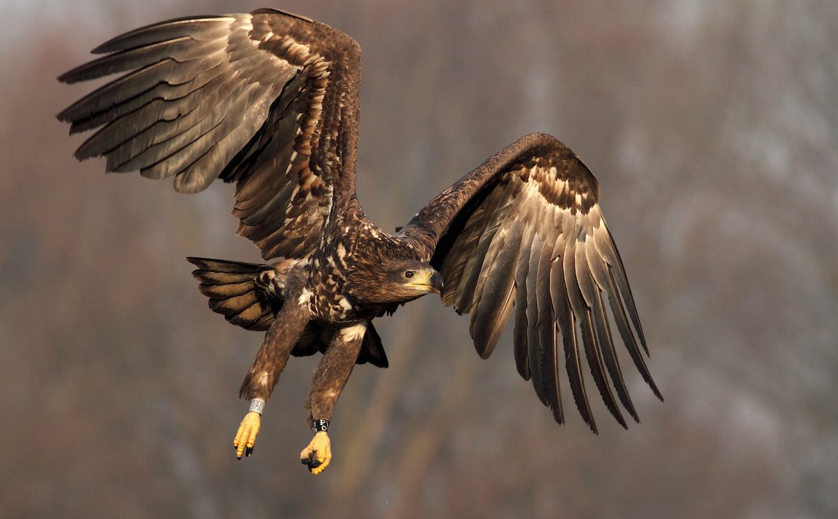 Bielik zyska „oczy”. Polska AI ma być szkolona na naszych zdjęciach