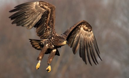 Polski modela AI Bielik został wysoko oceniony