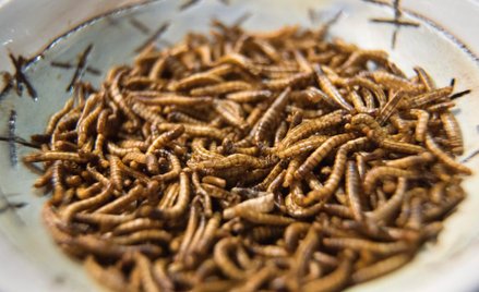 Gourmet Grubb robi lody z owadów