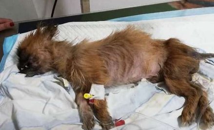 Żywy pies w worku w sortowni odpadów