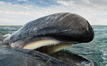 Wieloryby ratują klimat