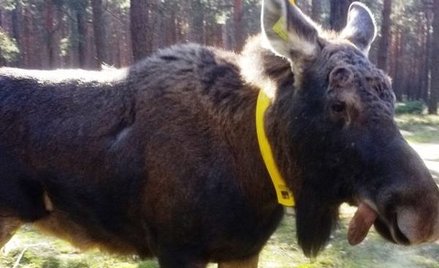 Łoś wśród krów. Ucieczka po niemiecku