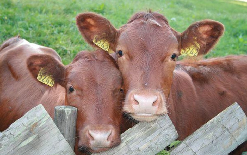 Księga przychodów i rozchodów: Rolnik uwzględni zwierzęta w spisie z natury