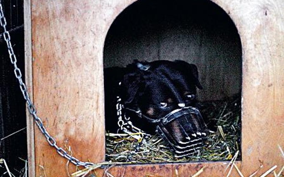 Jak uwolnił się pies, który zagryzł dziecko