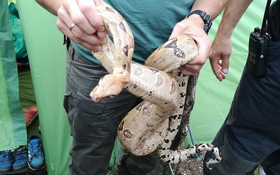 Gdańsk: Wąż boa w namiocie na kempingu
