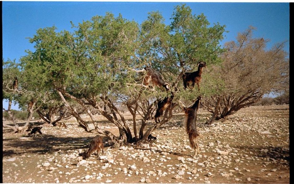 Anna Jermolaewa, Bez tytułu (Kozy), 2015, instalacja, dzięki uprzejmości artystki i Kerstin Engholm 