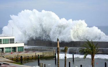 Tsunami zagrażają ekosystemom morskim