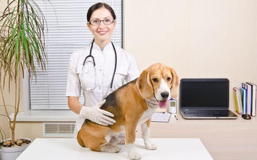 Etyka: czy weterynarz może odmówić leczenia psa po wypadku