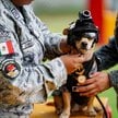 Najmniejszy rekrut meksykańskiej Gwardii Narodowej. Chihuahua Comando ma zaledwie 21 centymetrów wzr