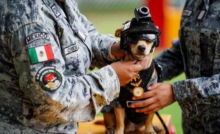 Najmniejszy rekrut meksykańskiej Gwardii Narodowej. Chihuahua Comando ma zaledwie 21 centymetrów wzr