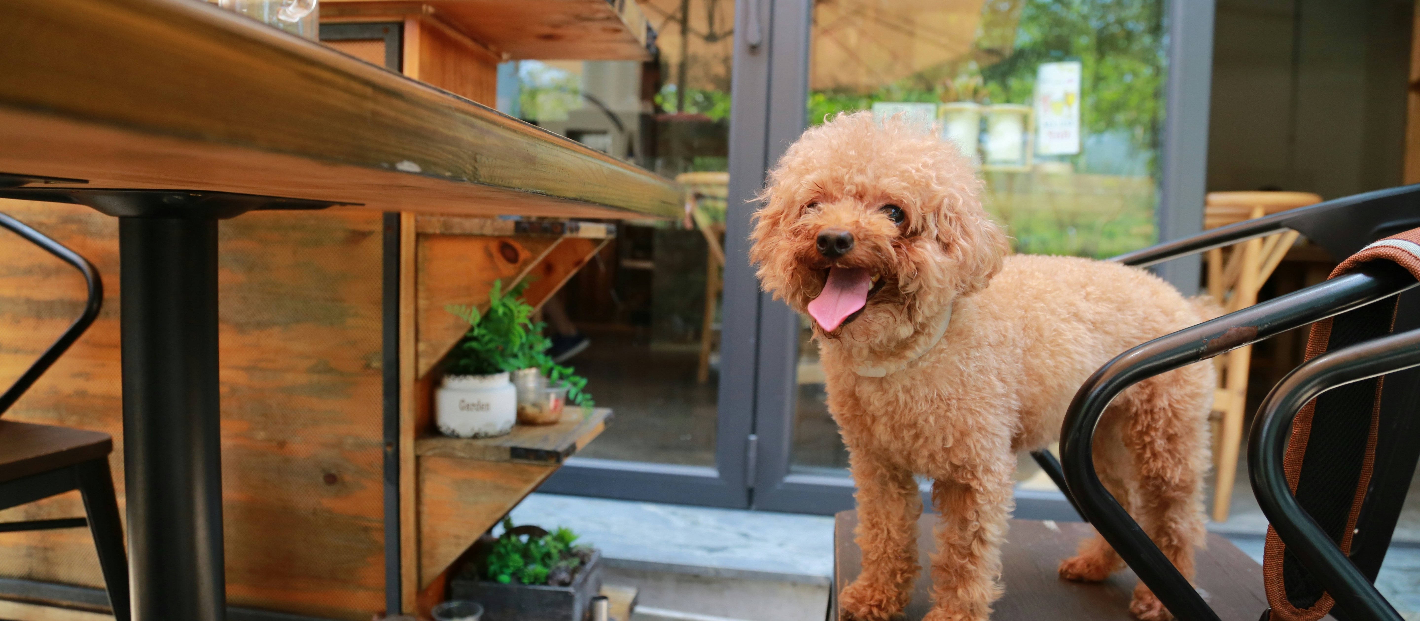 Dwie polskie restauracje wśród najlepszych na świecie. Głosowali miłośnicy psów