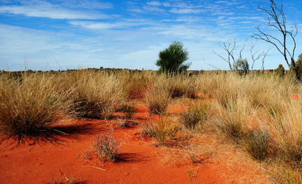 Australia: Przeżyła dwa tygodnie w głuszy. Miała wodę i wódkę