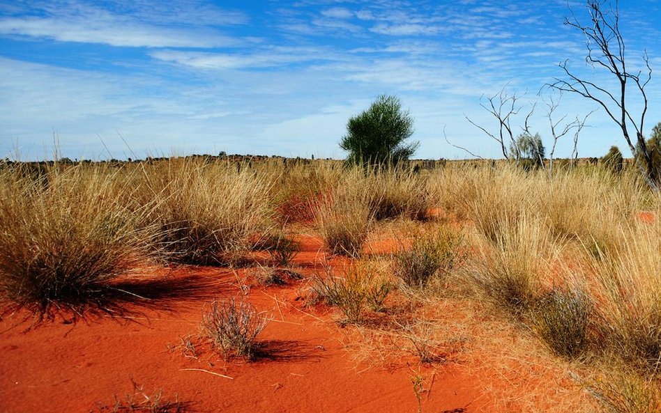 Australia: Przeżyła dwa tygodnie w głuszy. Miała wodę i wódkę