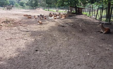 Chcą uśpić wszystkie zwierzęta z leśnego azylu